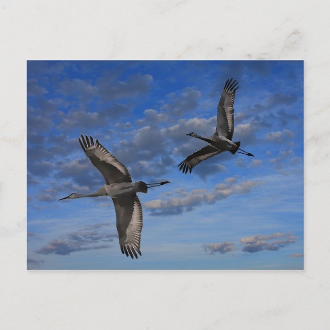 SANDHILL CRANES IN FLIGHT VYKORT (Framsida)