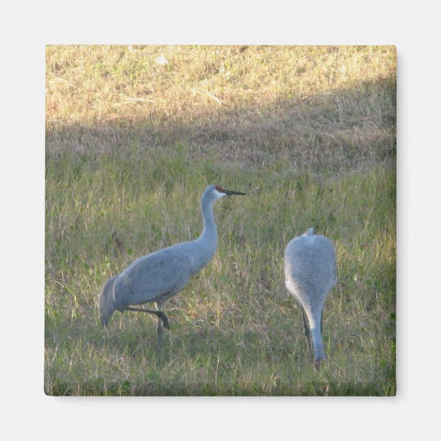 Sandhill Cranes in Grass Photo Magnet (Framsidan)
