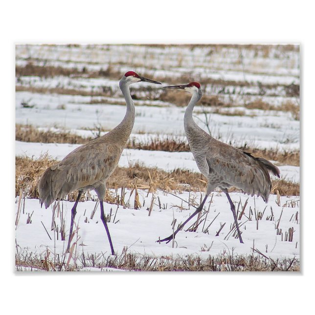 Sandhill Cranes in Snö Photography Print Fototryck (Framsidan)