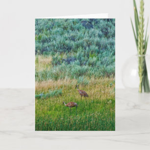 Sandhill Cranes Kort