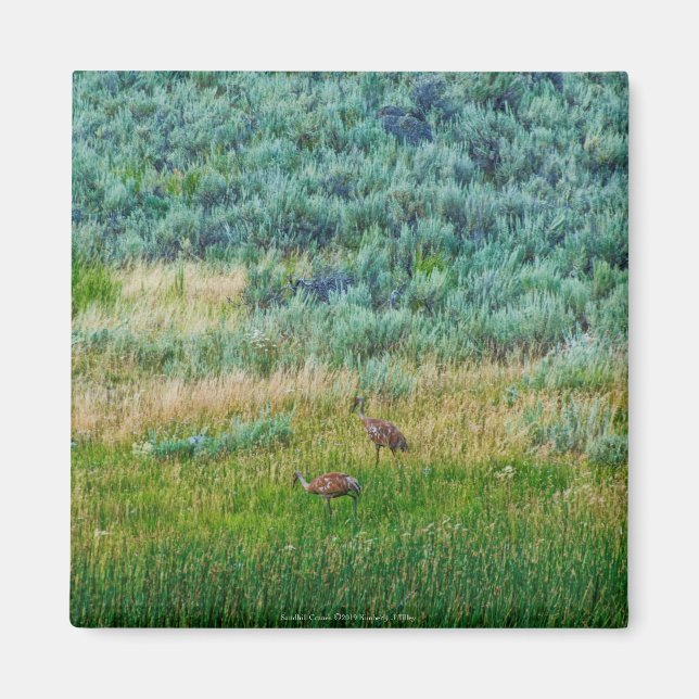 Sandhill Cranes Magnet (Framsidan)
