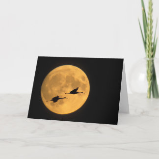 Sandhill Cranes | National Wildlife Reserve Kort