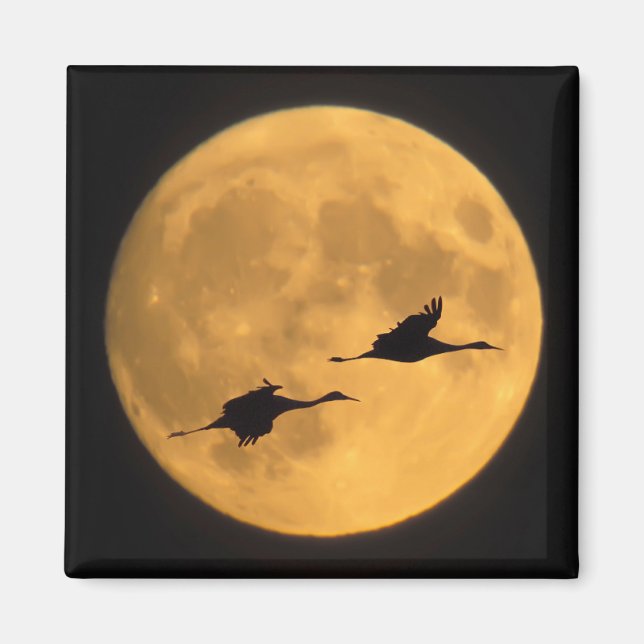 Sandhill Cranes | National Wildlife Reserve Magnet (Framsidan)