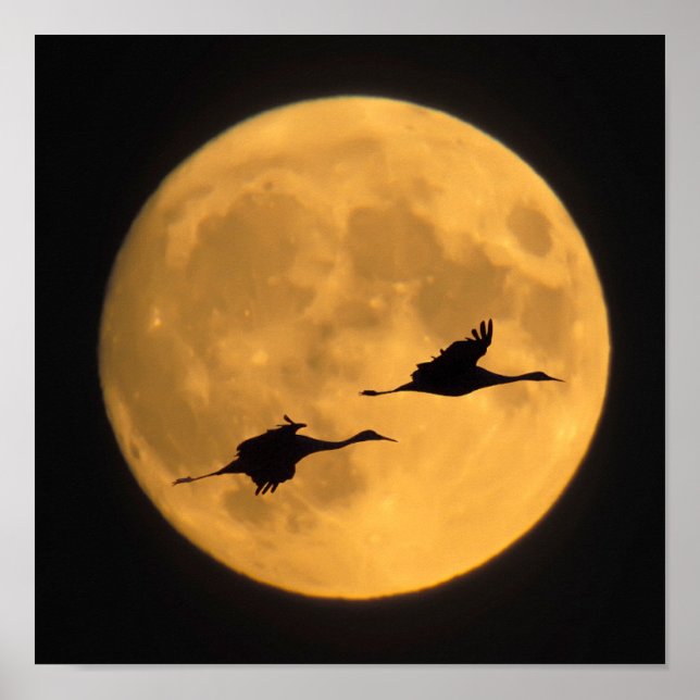 Sandhill Cranes | National Wildlife Reserve Poster (Framsidan)