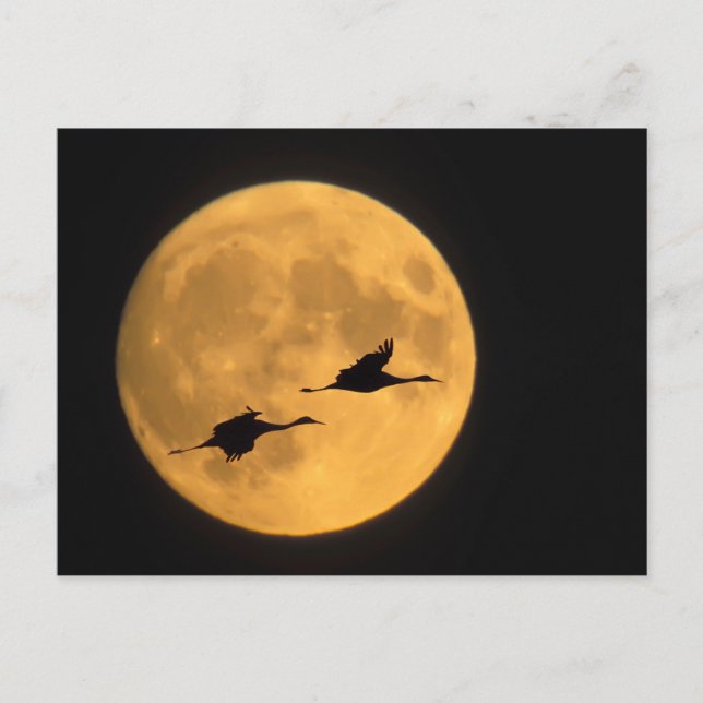 Sandhill Cranes | National Wildlife Reserve Vykort (Framsida)