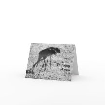 Sandhill cranes på ditt kort