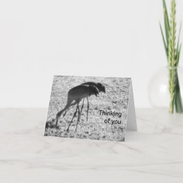 Sandhill cranes på ditt kort