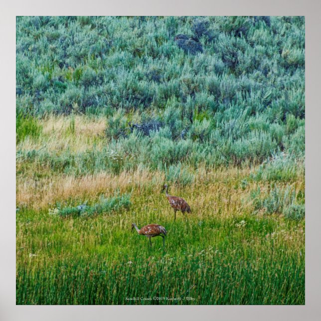 Sandhill Cranes Poster (Framsidan)