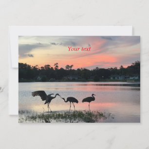 Sandhill cranes silhouette vid solnedgången vid sj julkort