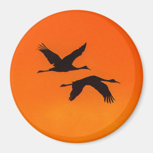 Sandhill Cranes som flyger in i Sunset Magnet