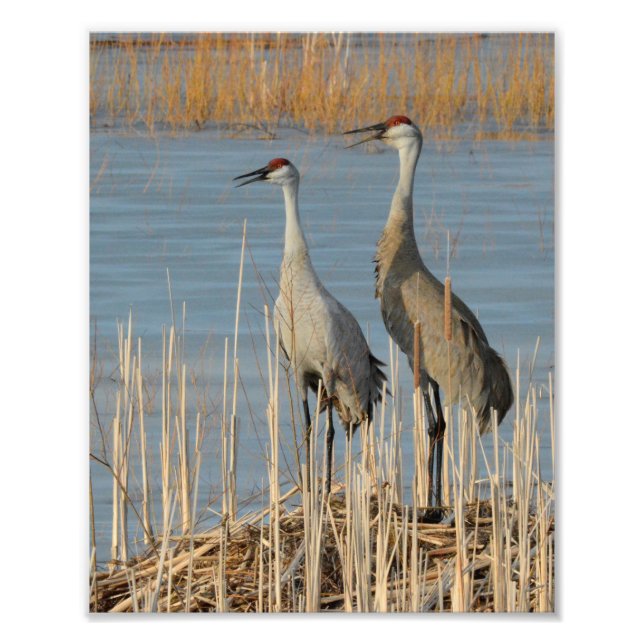 Sandhill Cranes som skyddar ett äggbo Fototryck (Framsidan)