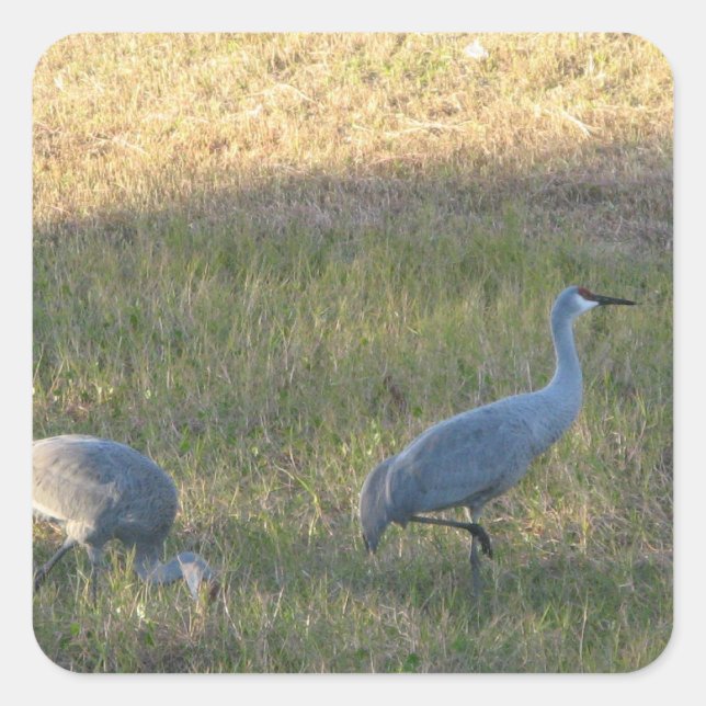 Sandhill Cranes Sticker Fyrkantigt Klistermärke (Framsida)