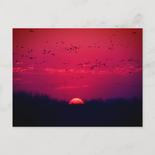 Sandhill Cranes Vår Migration Postcard nr 3 2018 Vykort