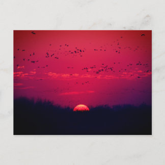 Sandhill Cranes Vår Migration Postcard nr 3 2018 Vykort