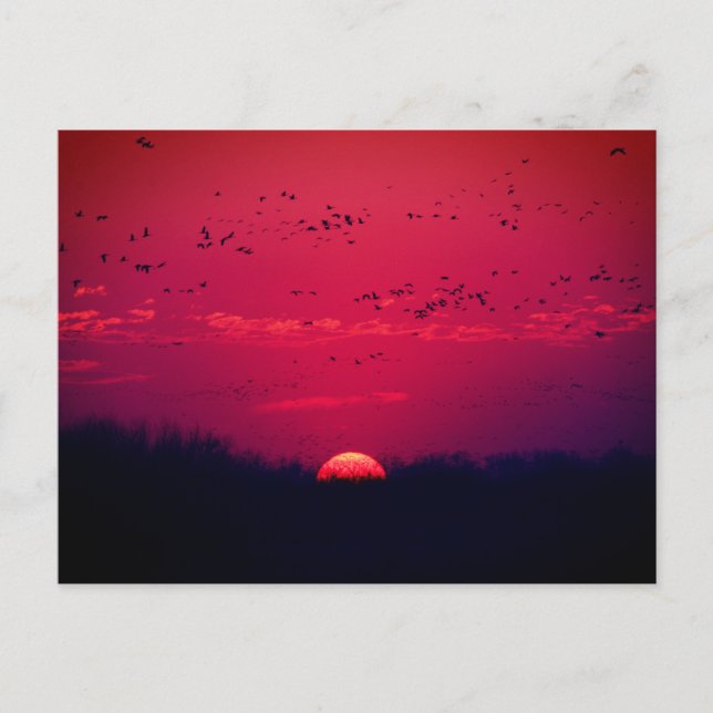 Sandhill Cranes Vår Migration Postcard nr 3 2018 Vykort (Framsida)