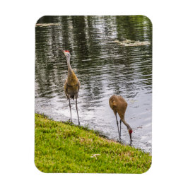 Sandhill Cranes vid Florida Sjö Magnet