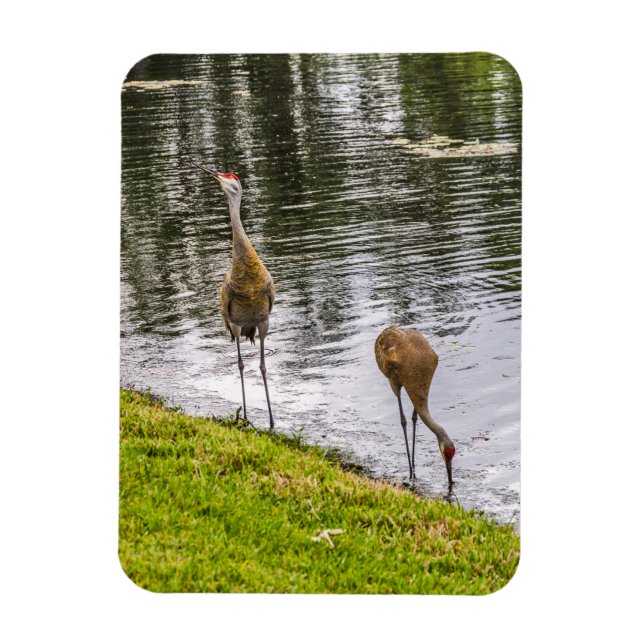 Sandhill Cranes vid Florida Sjö Magnet (Vertikal)