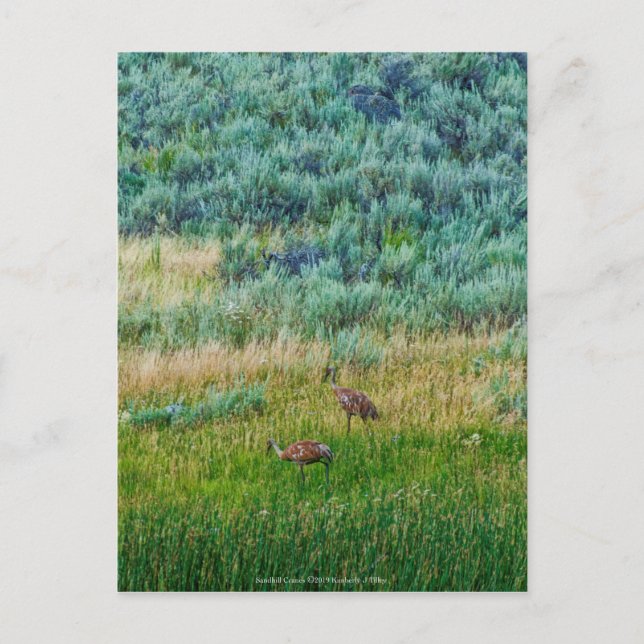 Sandhill Cranes Vykort (Framsida)