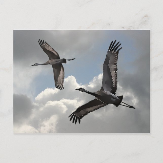 SANDHILL CRANES VYKORT (Framsida)
