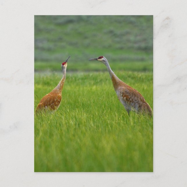 Sandhill Cranes Vykort (Framsida)