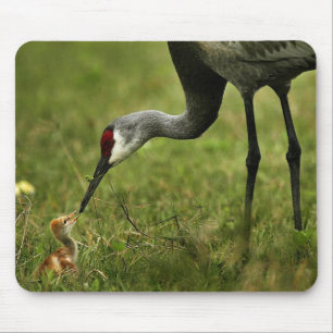 Sandhill kran- & babymousepad musmatta