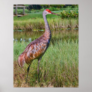Sandhill kran på damm poster