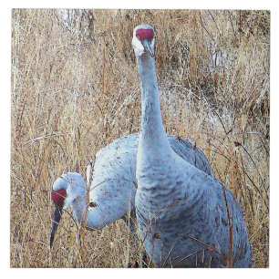 Sandhill kranar belägger med tegel kakelplatta