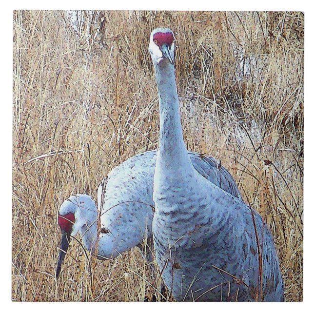 Sandhill kranar belägger med tegel kakelplatta (Framsidan)