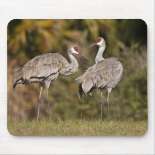 Sandhill kranar musmatta