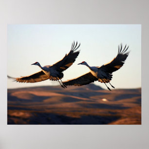 Sandhill kranar på morgonen poster