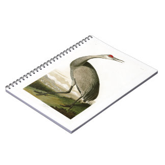 Sandhill kranJohn James Audubon fåglar av Amerika Anteckningsbok