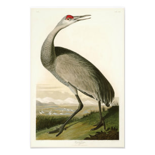Sandhill kranJohn James Audubon fåglar av Amerika Fototryck