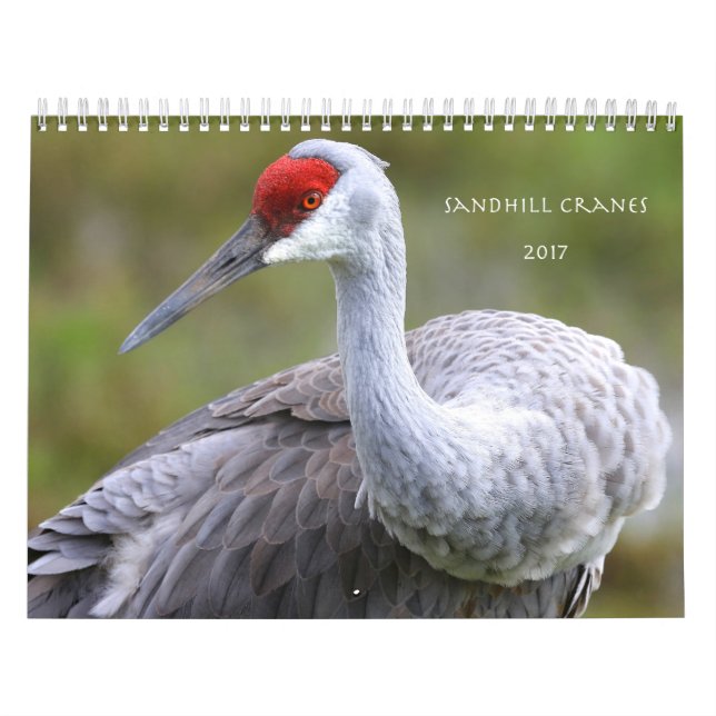 Sandhill sträcker på halsen kalendern 2017 kalender (Omslag)