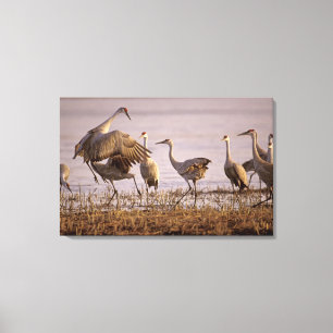 Sandhill Tranor Grus canadensis) Platte Canvastryck