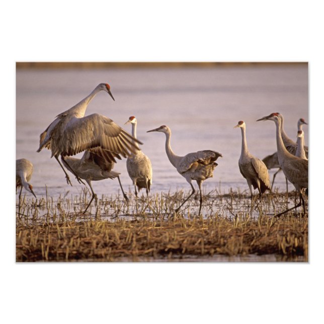 Sandhill Tranor Grus canadensis) Platte Fototryck (Framsidan)