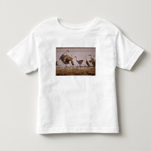 Sandhill Tranor Grus canadensis) Platte T Shirt (Framsida)
