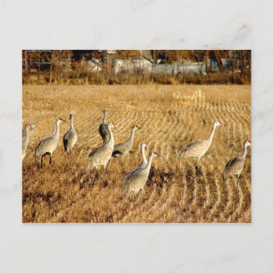 Sandhilll Cranes Vykort