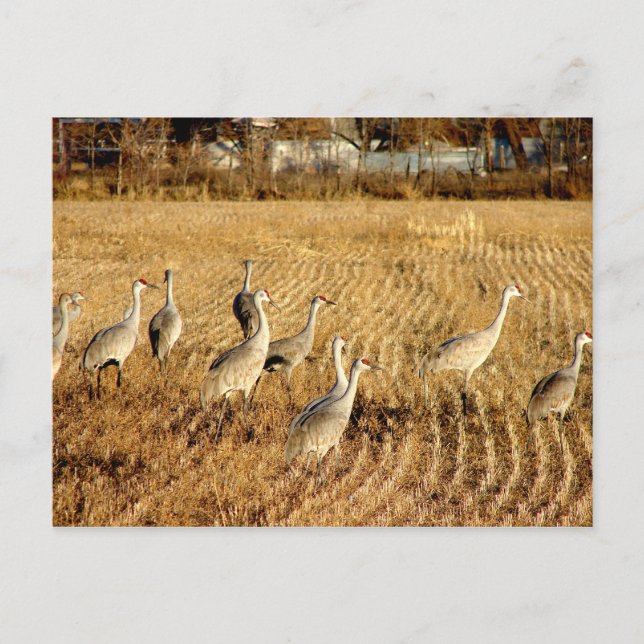 Sandhilll Cranes Vykort (Framsida)