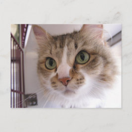 Sandigt Meddelande Vykort