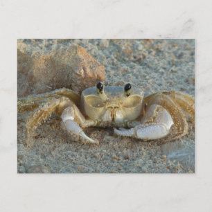 Sandkrabba Vykort