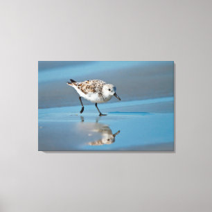 Sandlöpare (Calidris alba) som äter på våt strand Canvastryck