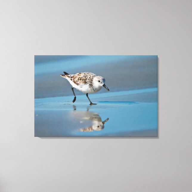 Sandlöpare (Calidris alba) som äter på våt strand Canvastryck (Framsida)