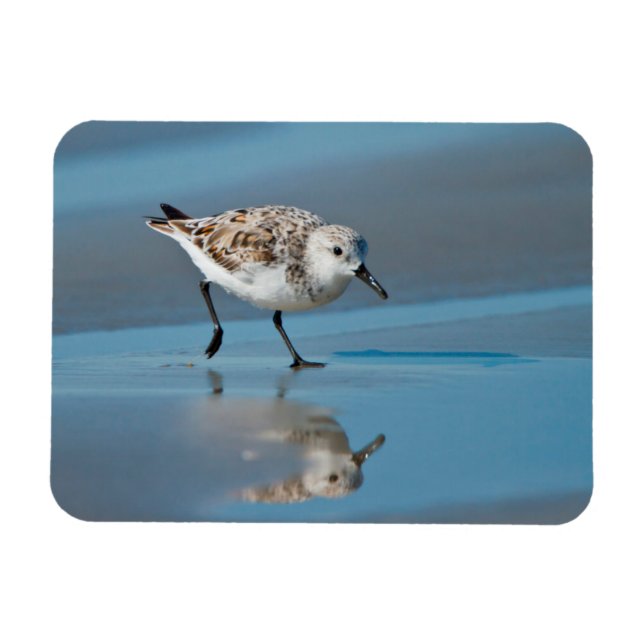 Sandlöpare (Calidris alba) som äter på våt strand Magnet (Horisontell)