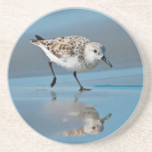 Sandlöpare (Calidris alba) som äter på våt strand Underlägg Sandsten
