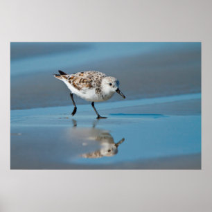 Sandlöpare (Calidris alba) som födosöker på våt st Poster