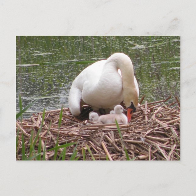 Sändning till Spädbarn vykort (Framsida)