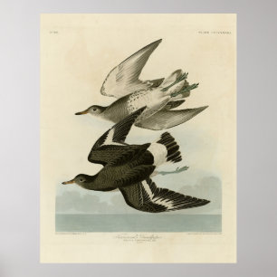 Sandpiper - Audubon's Birds of America Poster
