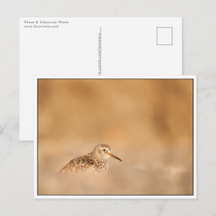 Sandpiper Bird Nature Photo Vykort