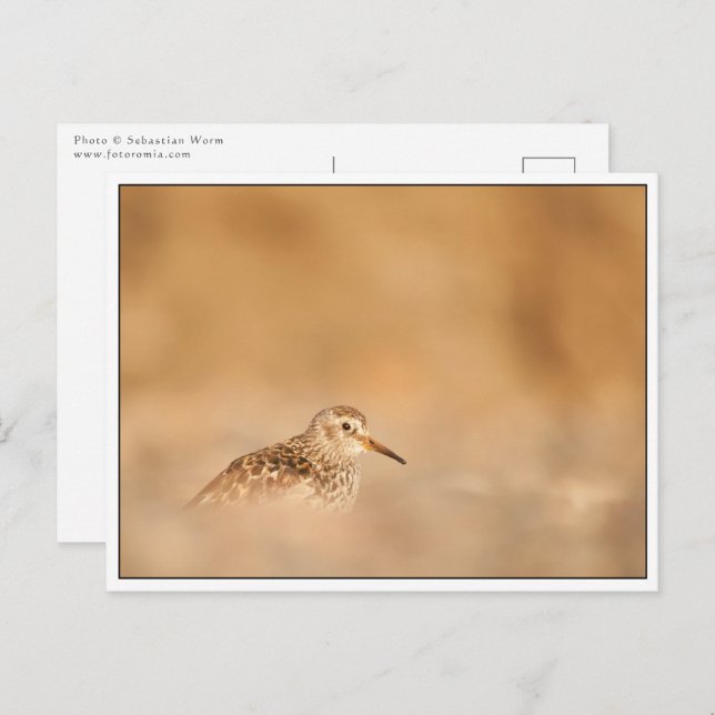 Sandpiper Bird Nature Photo Vykort (Fram/baksida)
