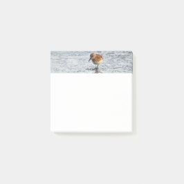Sandpiper Bird Photo Stationery 3x3 Notes Post-it Block